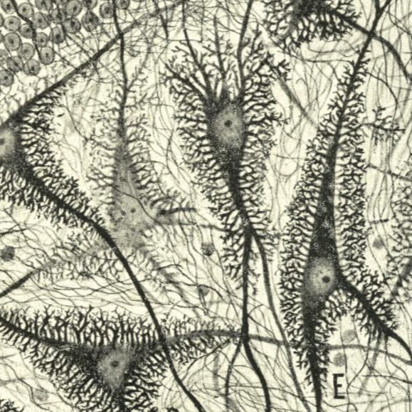 This is me! Just kidding, it's from a sketch of neurons by pioneering scientist Santiago Ramon y Cajal.